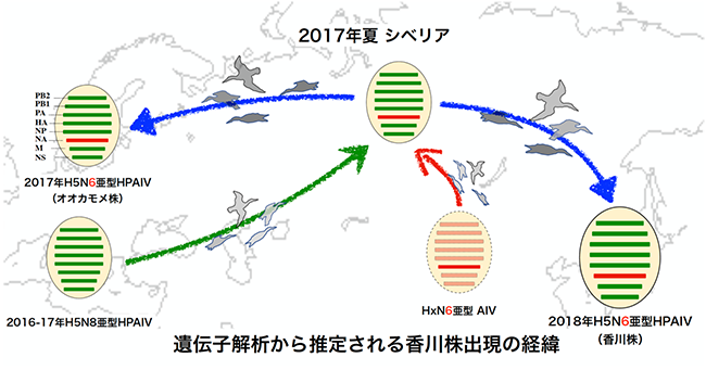 遺伝子解析から推定される香川株出現の経緯