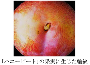 「ハニービート」の果実に生じた輪紋