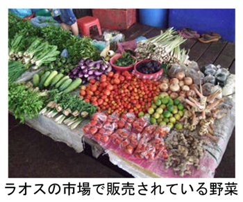 ラオスの市場で販売されている野菜