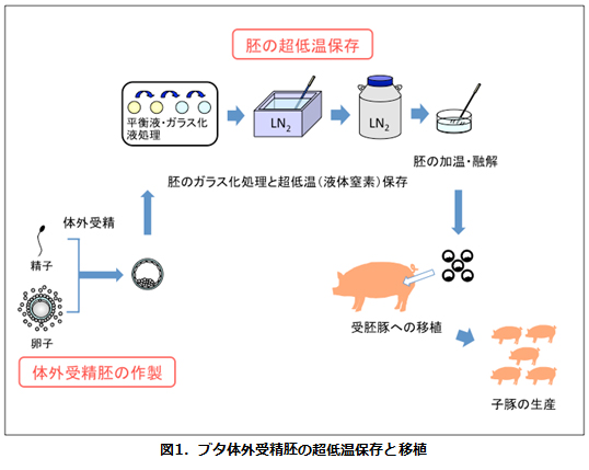 図1.ブタ体外受精胚の超低温保存と移植