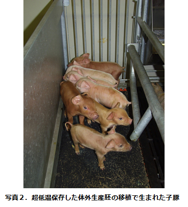 写真2.超低温保存した体外生産胚の移植で生まれた子豚