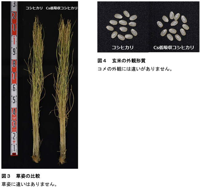 図3_草姿の比較、図4_玄米の外観形質