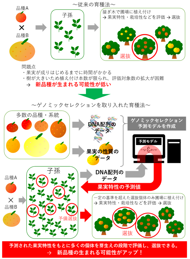 図1.従来の育種法とゲノミックセレクションを取り入れた育種法の比較