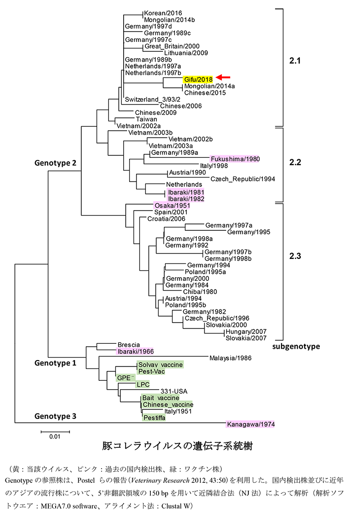 図 豚コレラウイルスの遺伝子系統樹