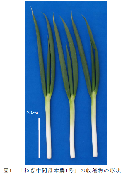 図1 「ねぎ中間母本農1号」の収穫物の形状