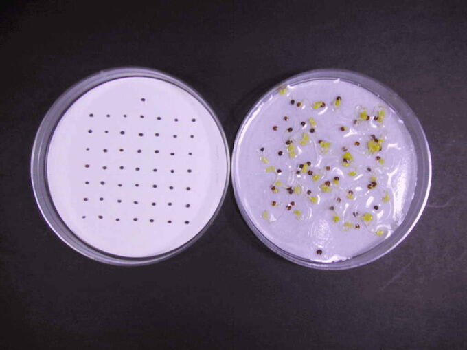 発芽シートを用いたコマツナの発芽試験