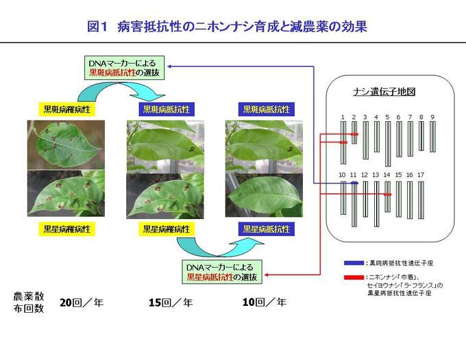 図1 病害抵抗性のニホンナシ育成と減農薬の効果