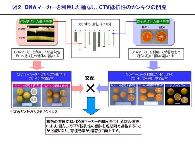 図2 DNAマーカーを利用した種なし、CTV抵抗性のカンキツの開発