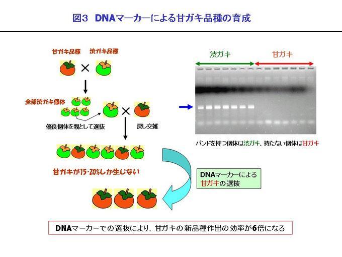 図3 DNAマーカーによる甘ガキ品種の育成