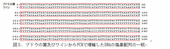 図5 ブドウの葉及びワインからPCRで増幅したDNAの塩基配列の一致