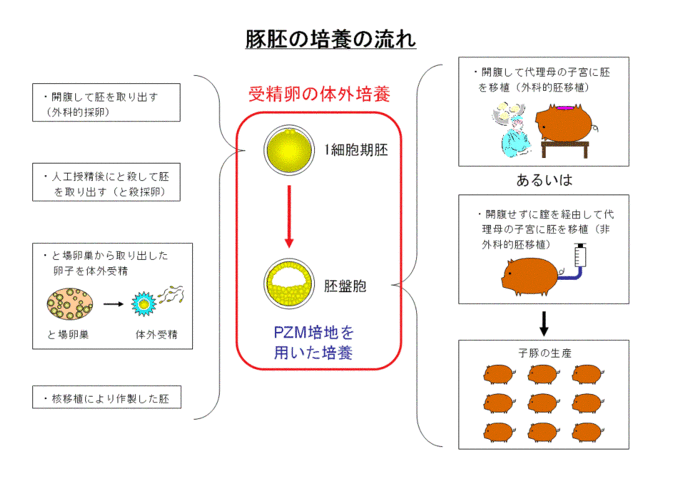 豚胚の培養の流れ