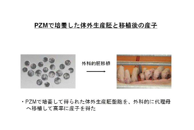 PZMで培養したブタ体外受精卵