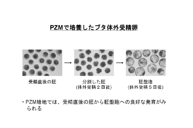 PZMで培養した体外生産胚と移植後の産子