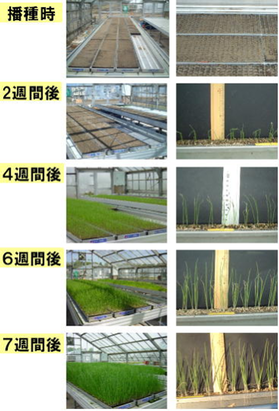図2 底面灌水型育苗装置と底面灌水方式での生育経過B