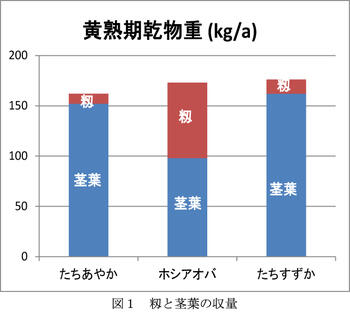 図1 籾と茎葉の収量