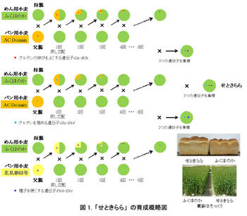 図1:「せときらら」の育成概略図