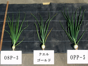 生育盛期の「クエルゴールド」の草姿(中央)