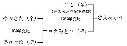 図2 「さえあかり」の育成系統図