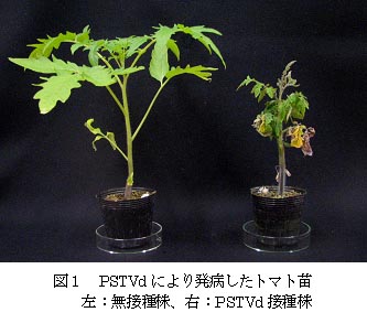 図1 PSTVdにより発病したトマト苗