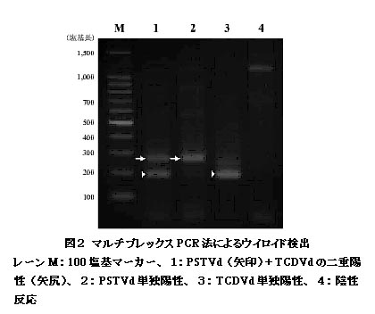 図2 マルチプレックスPCR法によるウイロイド検出