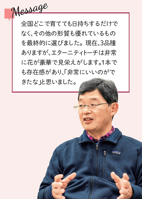 メッセージ:全国どこで育てても日持ちするだけでなく、その他の形質も優れているものを最終的に選びました。現在、3品種ありますが、エターニティトーチは非常に花が豪華で見栄えがします。1本でも存在感があり、「非常にいいのができたな」と思いました