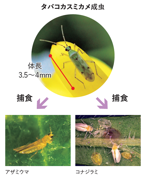 タバコカスミカメ捕食の様子