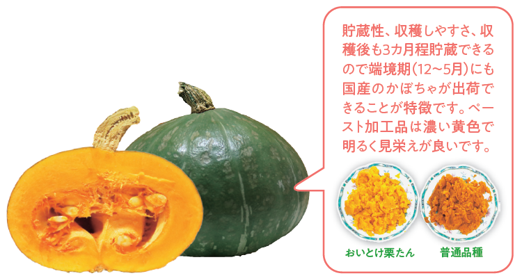 貯蔵性、収穫しやすさ、収穫後も3カ月程貯蔵できるので端境期(12～5月)にも国産のかぼちゃが出荷できることが特徴です。ペースト加工品は濃い黄色で明るく見栄えが良いです。