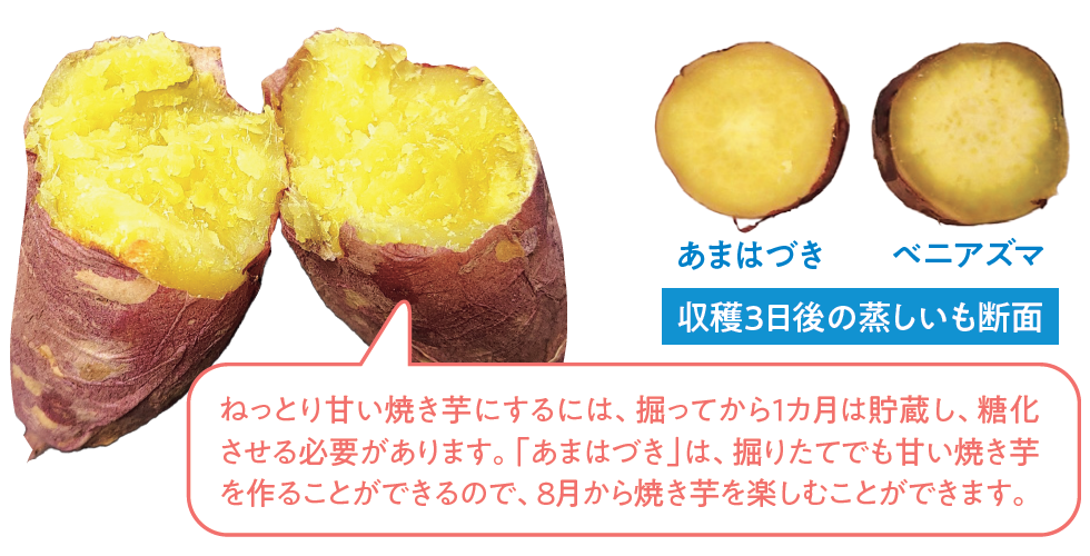 ねっとり甘い焼き芋にするには、掘ってから1カ月は貯蔵し、糖化させる必要があります。「あまはづき」は、掘りたてでも甘い焼き芋を作ることができるので、8月から焼き芋を楽しむことができます。