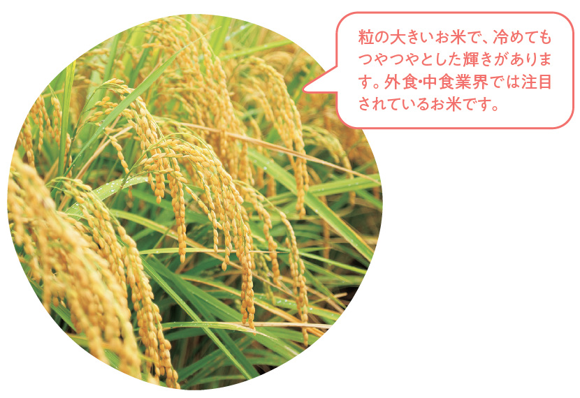 粒の大きいお米で、冷めてもつやつやとした輝きがあります。外食・中食業界では注目されているお米です。