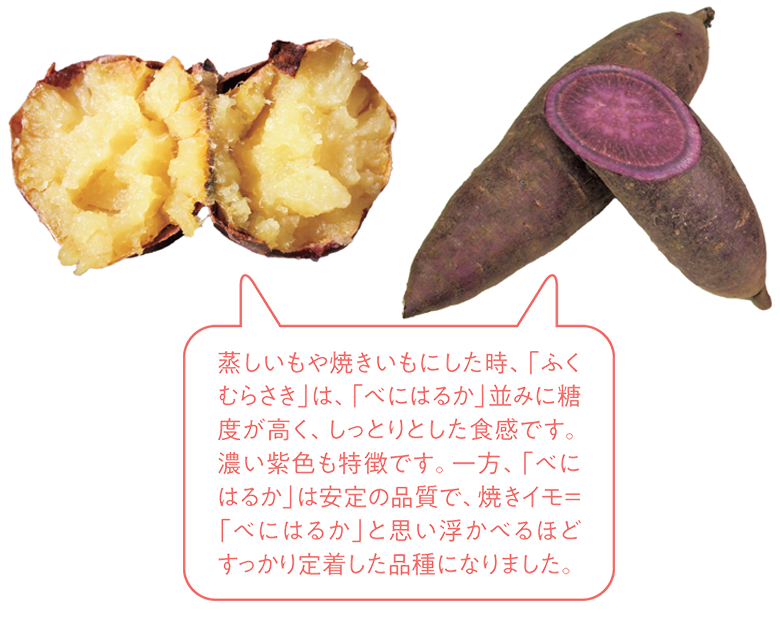 蒸しいもや焼きいもにした時、「ふくむらさき」は、「べにはるか」並みに糖度が高く、しっとりとした食感です。濃い紫色も特徴です。一方、「べにはるか」は安定の品質で、焼きイモ=「べにはるか」と思い浮かべるほどすっかり定着した品種になりました。