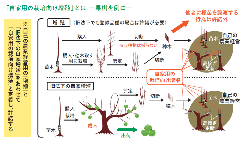 「自家用の栽培向け増殖」とは ―果樹を例に―