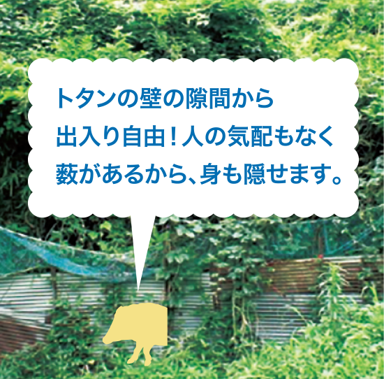 トタンの壁の隙間から出入り自由!人の気配もなく薮があるから、身も隠せます。