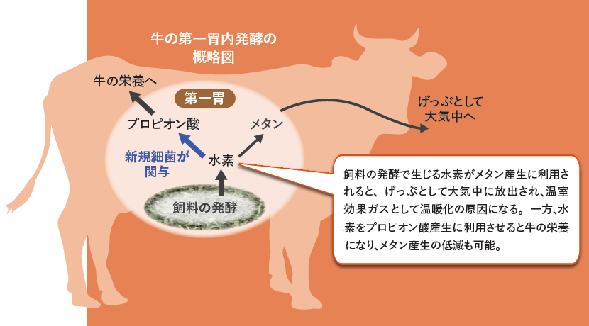 牛の第一胃内発酵の概略図