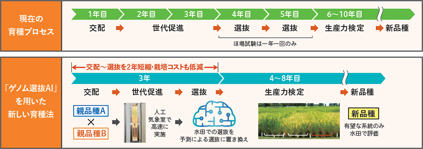 図:現在の育種プロセス、「ゲノム選抜AI」を用いた新しい育種法