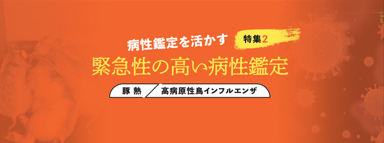 特集2 病性鑑定を活かす 緊急性の高い病性鑑定 「豚熱/高病原性鳥インフルエンザ