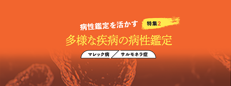 特集2 病性鑑定を活かす 多様な疾病の病性鑑定 「マレック病/サルモネラ症