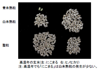 高温年の玄米(左:にこまる、右:ヒノヒカリ)