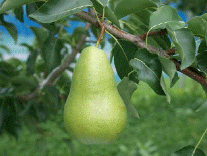Western Pear