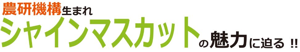 農研機構生まれ シャインマスカットの魅力に迫る!!