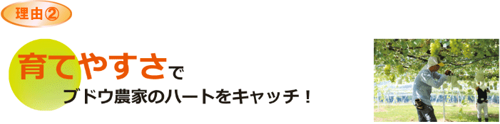 育てやすさでブドウ農家のハートをキャッチ!