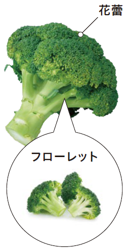 画像:花蕾とフローレット