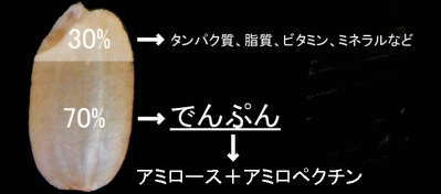 30%はタンパク質、脂質、ビタミン、ミネラルなど。70%はでんぷん(アミロース+アミロペクチン)