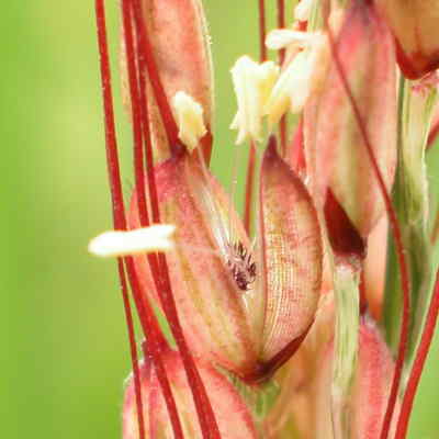 イネの花の写真