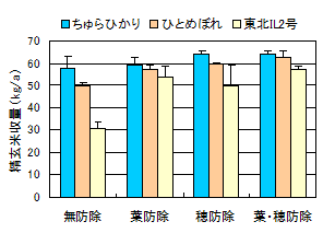 ちゅらひかり、ひとめぼれ、東北IL2号の精玄米収量比較グラフ