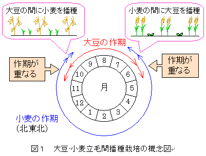 図1 大豆・小麦立毛間播種栽培の概念図