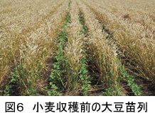 図6 小麦収穫前の大豆苗列