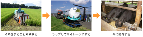 イネを丸ごと刈取る→ラップしてサイレージにする→牛に給与する