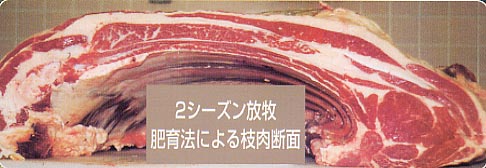 2シーズン放牧肥育法による枝肉断面写真