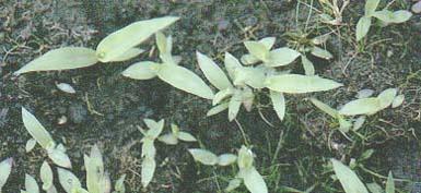 メヒシバ Digitaria ciliaris (Retz.) Koeler 