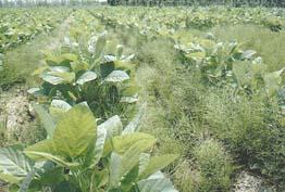 スギナに覆われた大豆畑の写真